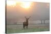 A Red Deer Stag Stands in Autumn Mist at Sunrise-Alex Saberi-Stretched Canvas