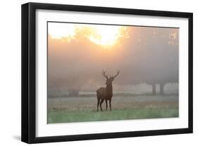 A Red Deer Stag Stands in Autumn Mist at Sunrise-Alex Saberi-Framed Premium Photographic Print