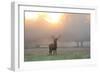 A Red Deer Stag Stands in Autumn Mist at Sunrise-Alex Saberi-Framed Premium Photographic Print