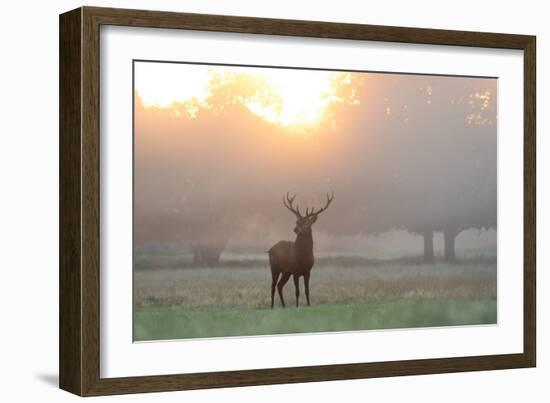 A Red Deer Stag Stands in Autumn Mist at Sunrise-Alex Saberi-Framed Photographic Print