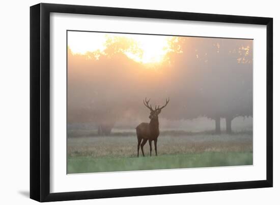 A Red Deer Stag Stands in Autumn Mist at Sunrise-Alex Saberi-Framed Photographic Print