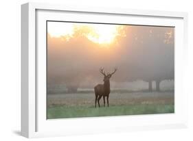 A Red Deer Stag Stands in Autumn Mist at Sunrise-Alex Saberi-Framed Photographic Print