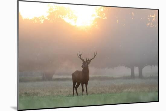 A Red Deer Stag Stands in Autumn Mist at Sunrise-Alex Saberi-Mounted Photographic Print