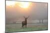 A Red Deer Stag Stands in Autumn Mist at Sunrise-Alex Saberi-Mounted Photographic Print