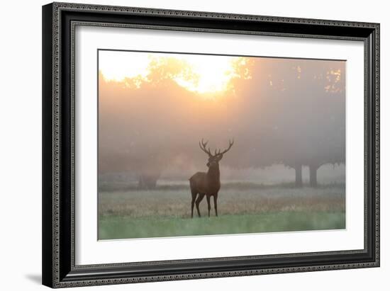 A Red Deer Stag Stands in Autumn Mist at Sunrise-Alex Saberi-Framed Photographic Print