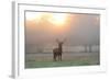 A Red Deer Stag Stands in Autumn Mist at Sunrise-Alex Saberi-Framed Photographic Print