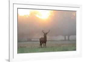 A Red Deer Stag Stands in Autumn Mist at Sunrise-Alex Saberi-Framed Photographic Print