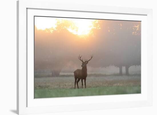 A Red Deer Stag Stands in Autumn Mist at Sunrise-Alex Saberi-Framed Photographic Print