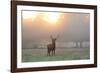 A Red Deer Stag Stands in Autumn Mist at Sunrise-Alex Saberi-Framed Photographic Print