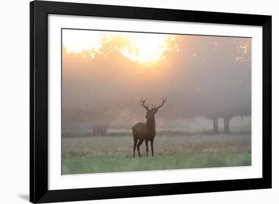 A Red Deer Stag Stands in Autumn Mist at Sunrise-Alex Saberi-Framed Photographic Print