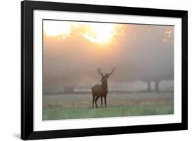 A Red Deer Stag Stands in Autumn Mist at Sunrise-Alex Saberi-Framed Photographic Print