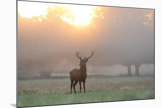 A Red Deer Stag Stands in Autumn Mist at Sunrise-Alex Saberi-Mounted Photographic Print
