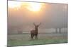 A Red Deer Stag Stands in Autumn Mist at Sunrise-Alex Saberi-Mounted Photographic Print