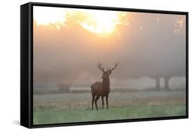 A Red Deer Stag Stands in Autumn Mist at Sunrise-Alex Saberi-Framed Stretched Canvas