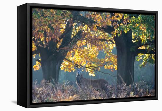 A Red Deer Stag Stands under a Colorful Oak in Richmond Park-Alex Saberi-Framed Stretched Canvas