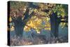 A Red Deer Stag Stands under a Colorful Oak in Richmond Park-Alex Saberi-Stretched Canvas