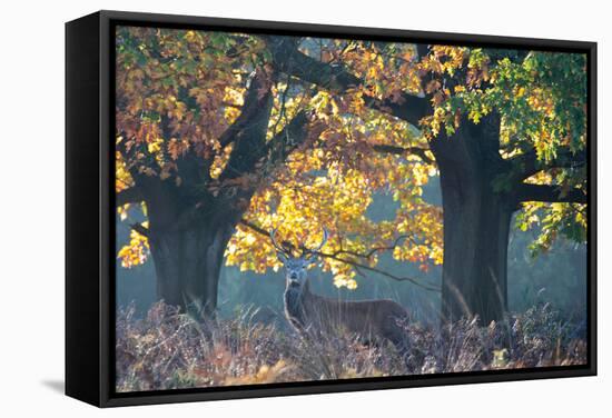 A Red Deer Stag Stands under a Colorful Oak in Richmond Park-Alex Saberi-Framed Stretched Canvas