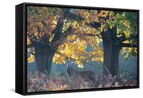 A Red Deer Stag Stands under a Colorful Oak in Richmond Park-Alex Saberi-Framed Stretched Canvas