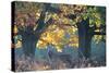 A Red Deer Stag Stands under a Colorful Oak in Richmond Park-Alex Saberi-Stretched Canvas