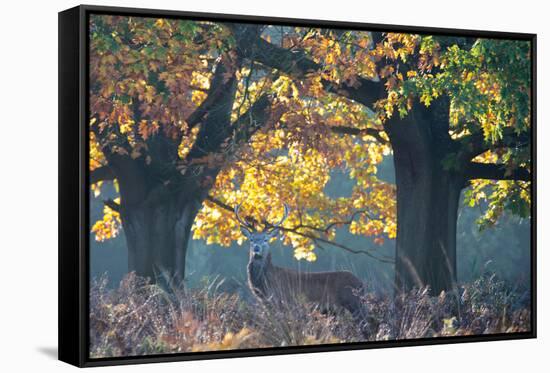 A Red Deer Stag Stands under a Colorful Oak in Richmond Park-Alex Saberi-Framed Stretched Canvas