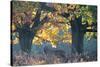A Red Deer Stag Stands under a Colorful Oak in Richmond Park-Alex Saberi-Stretched Canvas