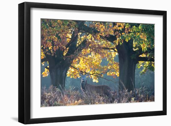 A Red Deer Stag Stands under a Colorful Oak in Richmond Park-Alex Saberi-Framed Premium Photographic Print