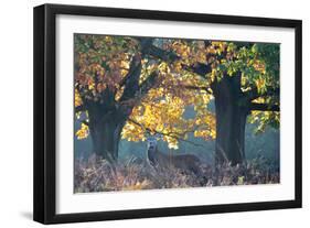 A Red Deer Stag Stands under a Colorful Oak in Richmond Park-Alex Saberi-Framed Premium Photographic Print