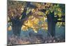 A Red Deer Stag Stands under a Colorful Oak in Richmond Park-Alex Saberi-Mounted Premium Photographic Print