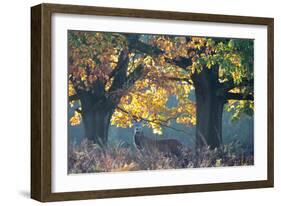 A Red Deer Stag Stands under a Colorful Oak in Richmond Park-Alex Saberi-Framed Photographic Print