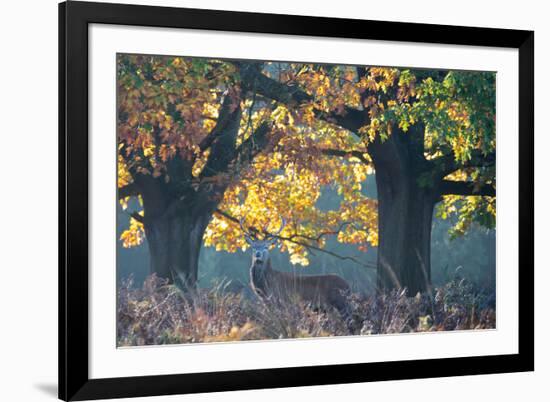 A Red Deer Stag Stands under a Colorful Oak in Richmond Park-Alex Saberi-Framed Photographic Print