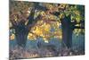 A Red Deer Stag Stands under a Colorful Oak in Richmond Park-Alex Saberi-Mounted Photographic Print