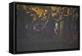 A Red Deer Stag Waits in a Forest in Richmond Park in Autumn-Alex Saberi-Framed Stretched Canvas