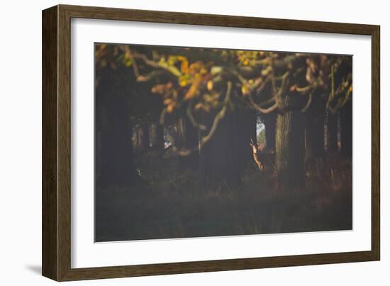 A Red Deer Stag Waits in a Forest in Richmond Park in Autumn-Alex Saberi-Framed Photographic Print