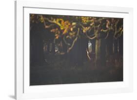 A Red Deer Stag Waits in a Forest in Richmond Park in Autumn-Alex Saberi-Framed Photographic Print