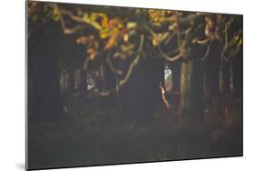 A Red Deer Stag Waits in a Forest in Richmond Park in Autumn-Alex Saberi-Mounted Photographic Print