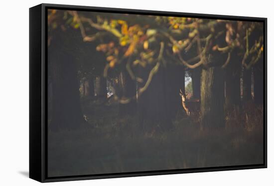 A Red Deer Stag Waits in a Forest in Richmond Park in Autumn-Alex Saberi-Framed Stretched Canvas