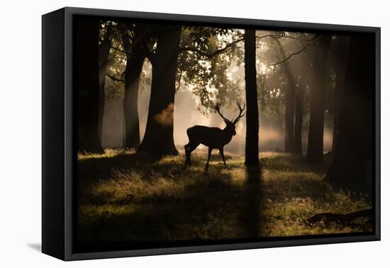 A Red Deer Stag Walks Through a Forest in the Early Morning Mist in Richmond Park in Autumn-Alex Saberi-Framed Stretched Canvas