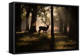 A Red Deer Stag Walks Through a Forest in the Early Morning Mist in Richmond Park in Autumn-Alex Saberi-Framed Stretched Canvas