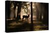 A Red Deer Stag Walks Through a Forest in the Early Morning Mist in Richmond Park in Autumn-Alex Saberi-Stretched Canvas