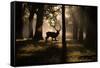A Red Deer Stag Walks Through a Forest in the Early Morning Mist in Richmond Park in Autumn-Alex Saberi-Framed Stretched Canvas