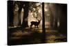 A Red Deer Stag Walks Through a Forest in the Early Morning Mist in Richmond Park in Autumn-Alex Saberi-Stretched Canvas