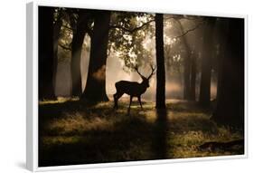 A Red Deer Stag Walks Through a Forest in the Early Morning Mist in Richmond Park in Autumn-Alex Saberi-Framed Photographic Print