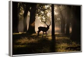 A Red Deer Stag Walks Through a Forest in the Early Morning Mist in Richmond Park in Autumn-Alex Saberi-Framed Photographic Print