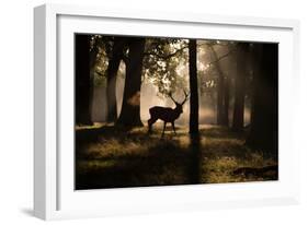 A Red Deer Stag Walks Through a Forest in the Early Morning Mist in Richmond Park in Autumn-Alex Saberi-Framed Photographic Print