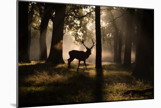 A Red Deer Stag Walks Through a Forest in the Early Morning Mist in Richmond Park in Autumn-Alex Saberi-Mounted Photographic Print