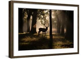 A Red Deer Stag Walks Through a Forest in the Early Morning Mist in Richmond Park in Autumn-Alex Saberi-Framed Photographic Print