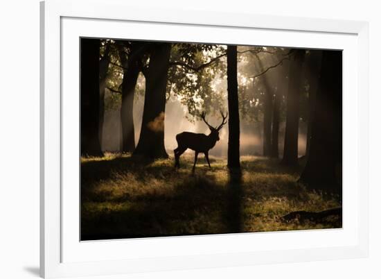 A Red Deer Stag Walks Through a Forest in the Early Morning Mist in Richmond Park in Autumn-Alex Saberi-Framed Photographic Print