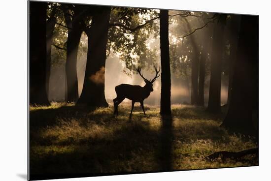 A Red Deer Stag Walks Through a Forest in the Early Morning Mist in Richmond Park in Autumn-Alex Saberi-Mounted Photographic Print