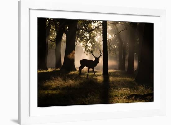 A Red Deer Stag Walks Through a Forest in the Early Morning Mist in Richmond Park in Autumn-Alex Saberi-Framed Photographic Print