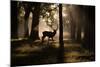 A Red Deer Stag Walks Through a Forest in the Early Morning Mist in Richmond Park in Autumn-Alex Saberi-Mounted Photographic Print